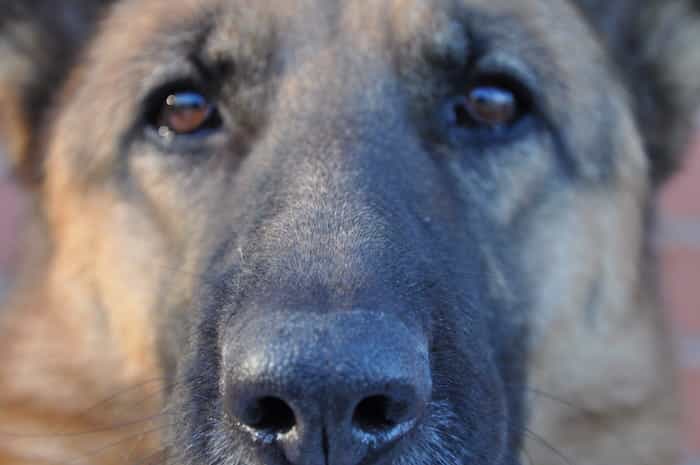 El sentido del olfato en los perros detectores